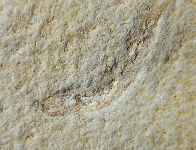 Leptolepides sprattiformis (BLAINVILLE 1818) & Saccocoma tenella (GOLDFUSS 1831) - Bild © FossNet FossilienStore